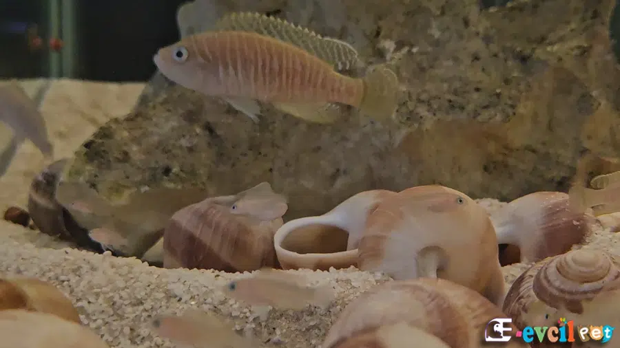 Neolamprologus similis Kabukçul akvaryumu