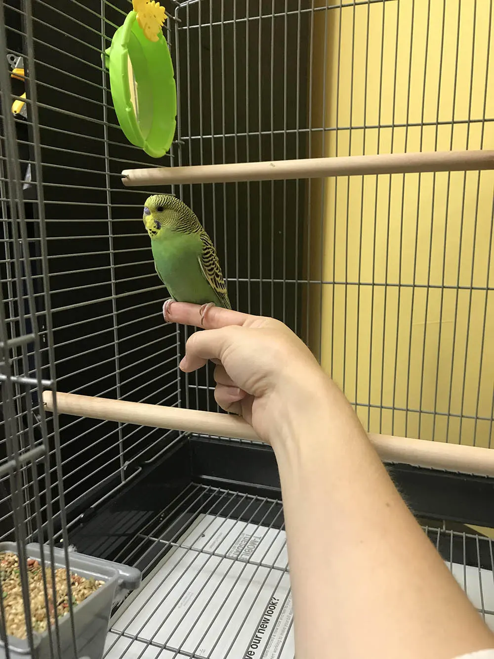 Isıran Muhabbet Kuşu Eğitimi