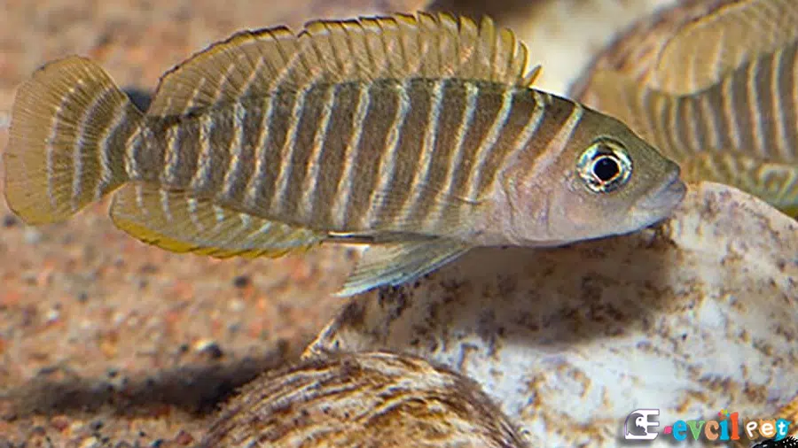 Neolamprologus similis Dişi