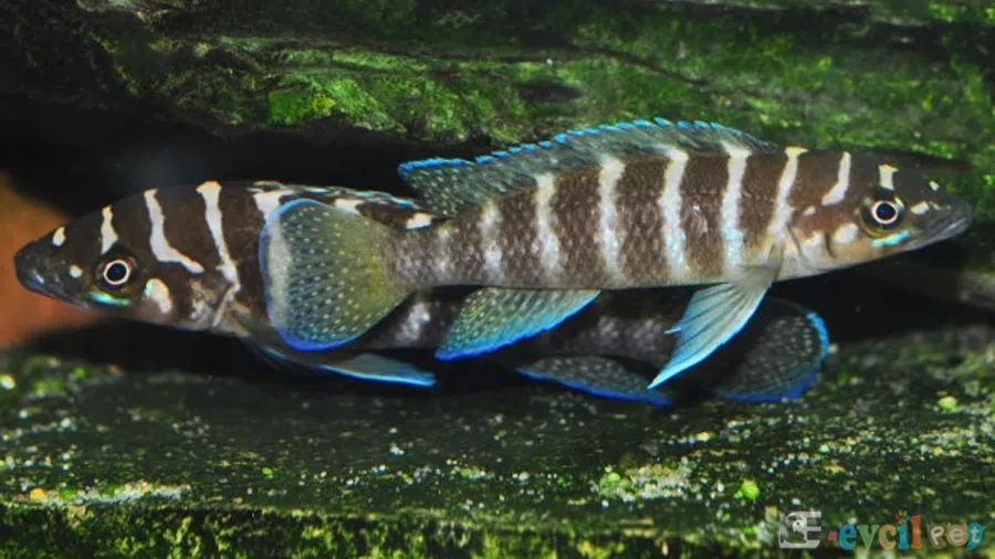Neolamprologus Cylindricus Doğal Yaşam Alanı