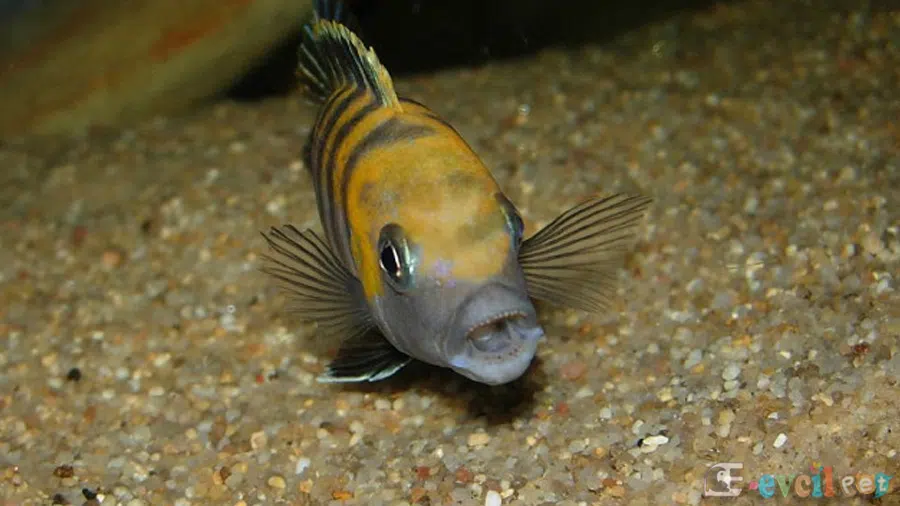 Cynotilapia Black Dorsal