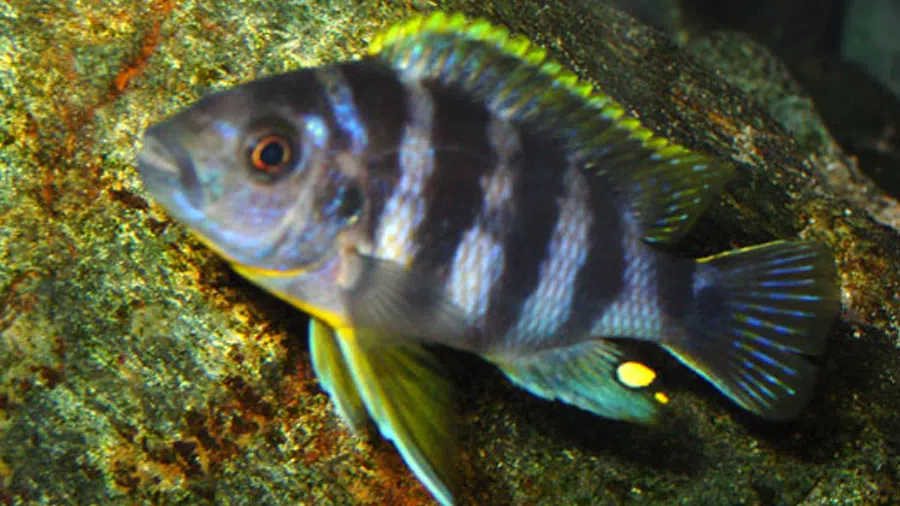 Petrotilapia sp. Blue Chirwa Erkek