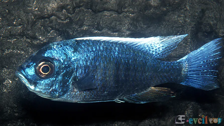 Copadichromis Chrysonotus Akvaryumu