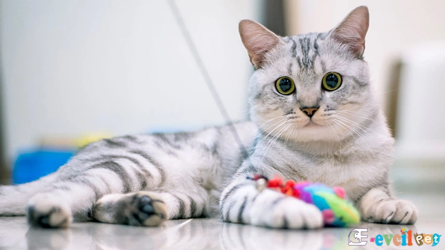 Amerikan Shorthair Bakımı ve Beslenmesi