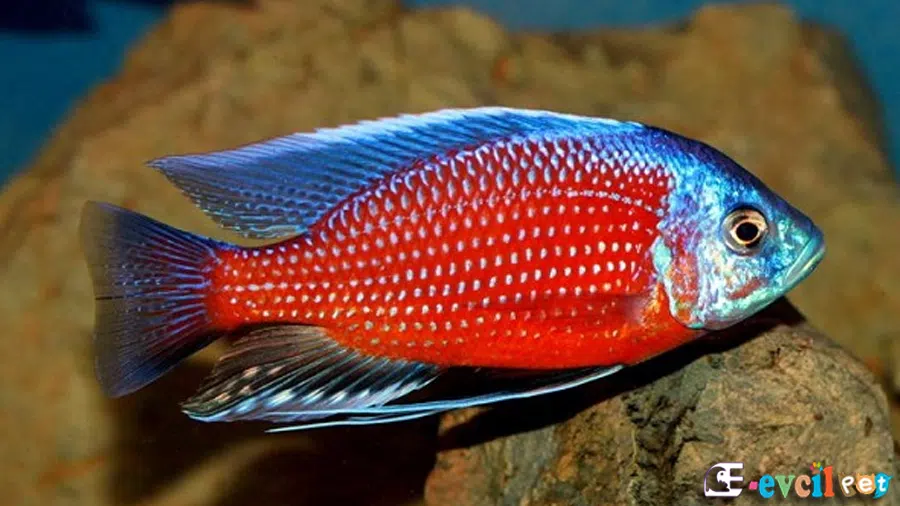 Copadichromis Borleyi Erkek