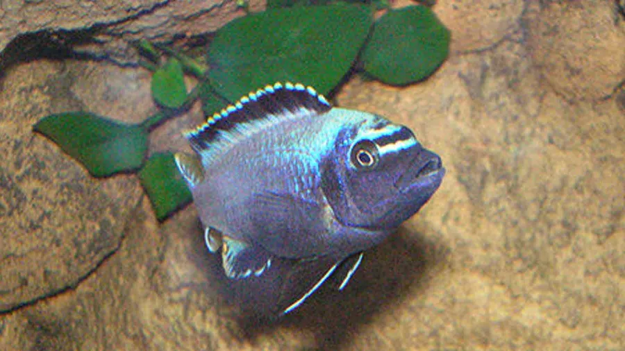 Metriaclima sp. Membe Deep Akvaryumu