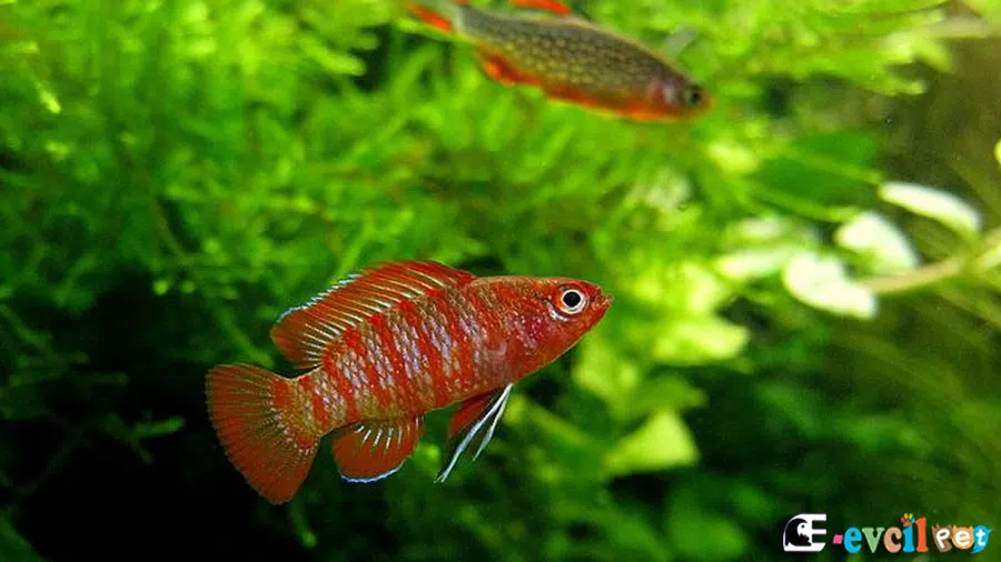 Kırmızı Badis (Dario dario) Bitkili Akvaryum