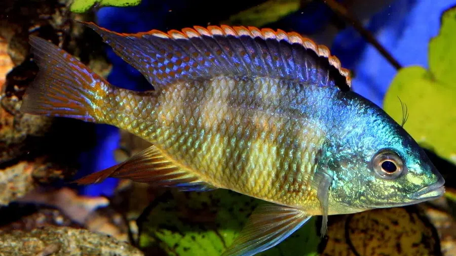Placidochromis Johnstoni
