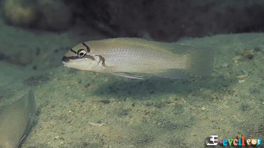 Maskeli Brichardi Erkek