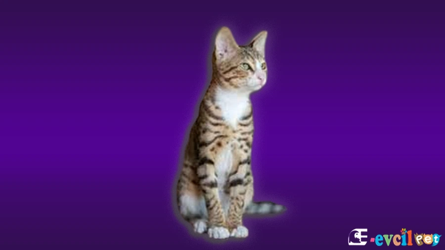 Arabian Mau Genetik Sağlık Sorunları Hastalıkları