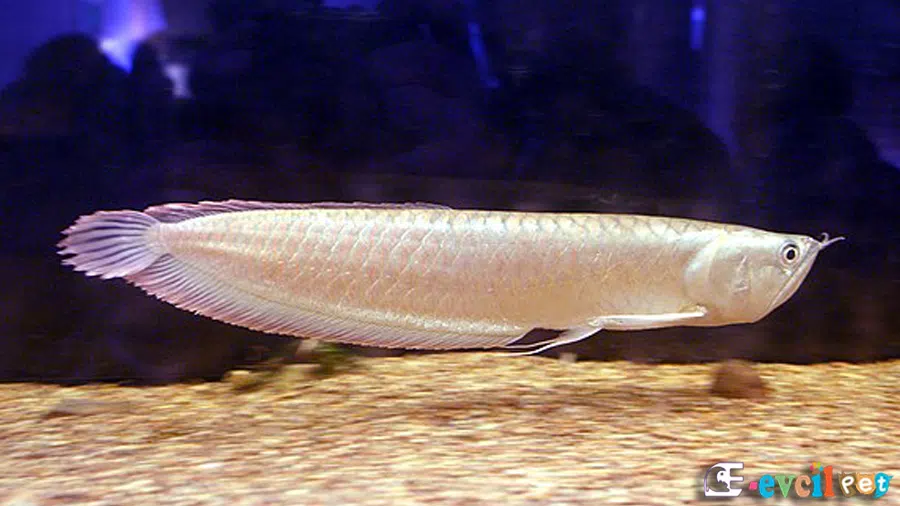 Osteoglossum bicirrhosum (Arowana Balığı)
