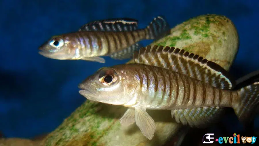 Lamprologus signatus Çift