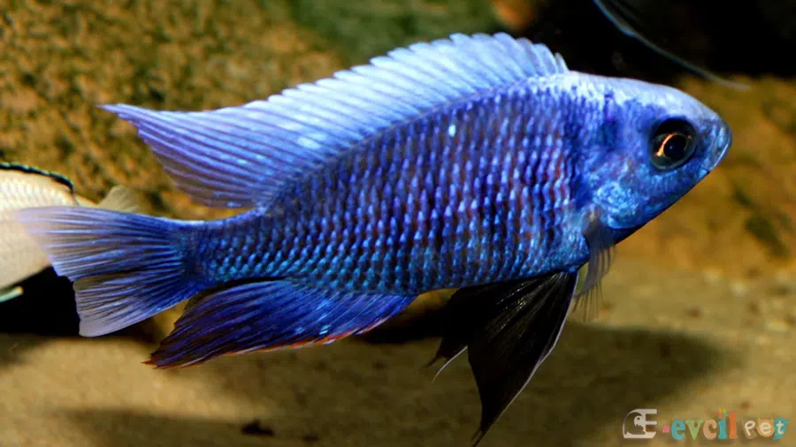 Copadichromis Cyaneus akvaryumu