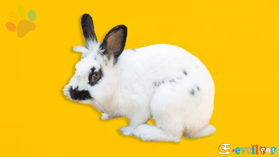 Himalaya Tavşanlarının Beslenmesi: Nasıl Yapılır?