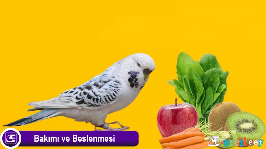 Teksas Muhabbet Kuşu