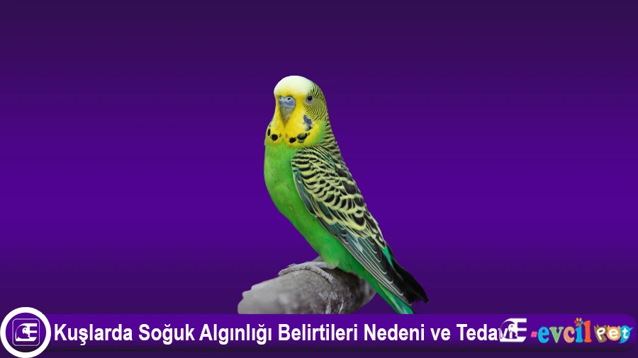 Muhabbet Kuşlarında Soğuk Algınlığı