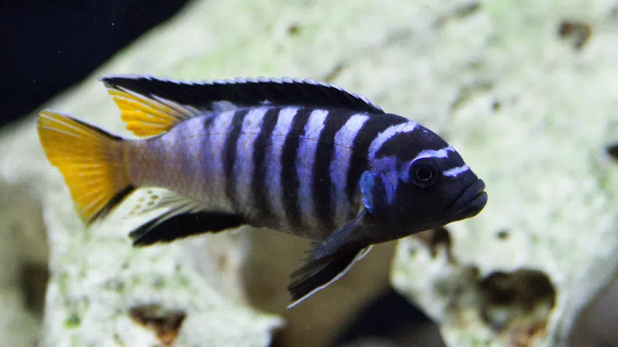 Pseudotropheus sp. Elongatus Chewere Erkek