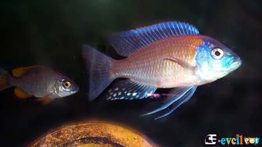 Copadichromis Borleyi Genç