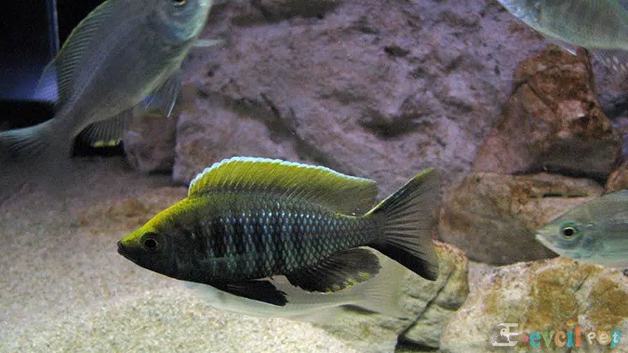 Virginalis Gold Akvaryum Dizaynı