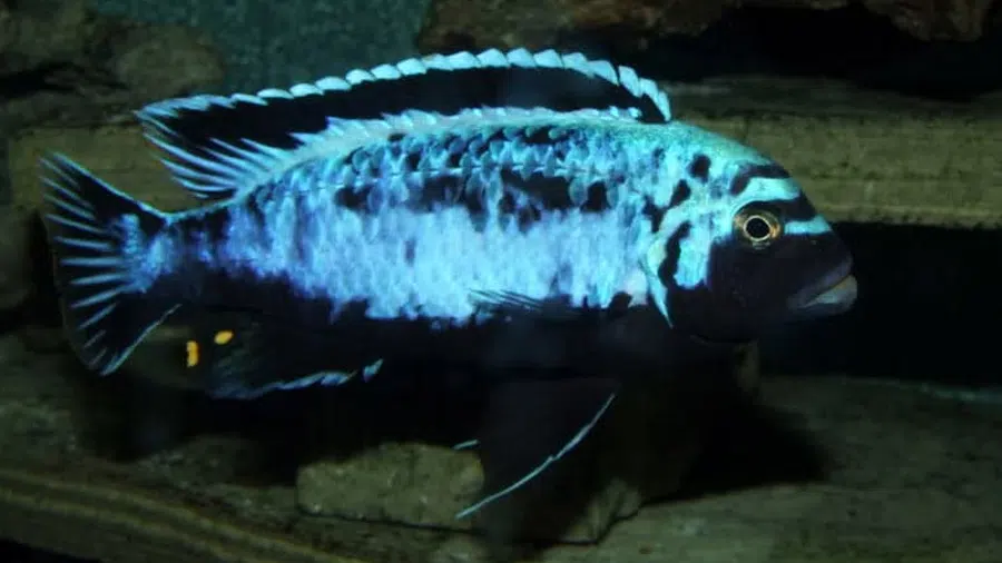 Metriaclima sp. Msobo akvaryumu