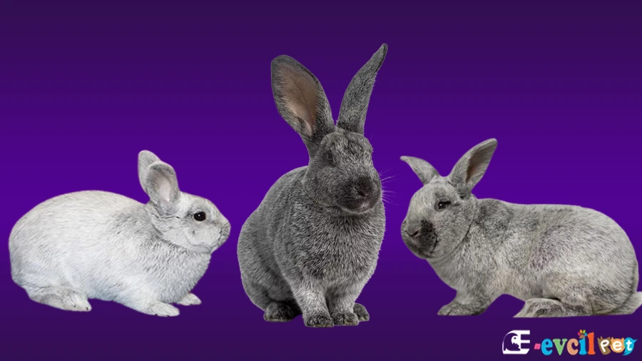 Gümüş (Argente) Tavşanı