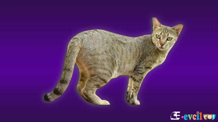 Arabian Mau Bakımı ve Beslenmesi