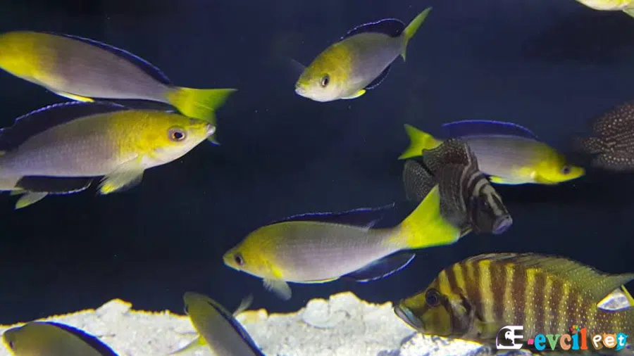 Leptosoma Jumbo Sürü