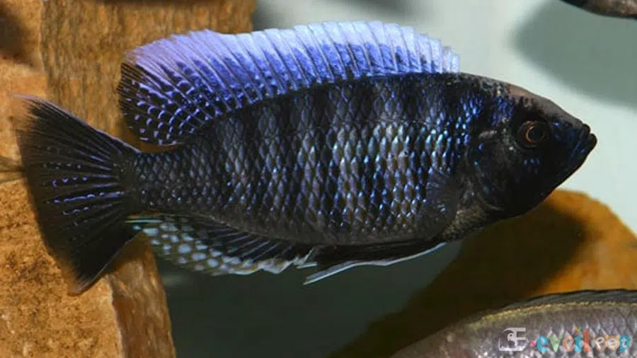 Copadichromis jacksoni Akvaryumu