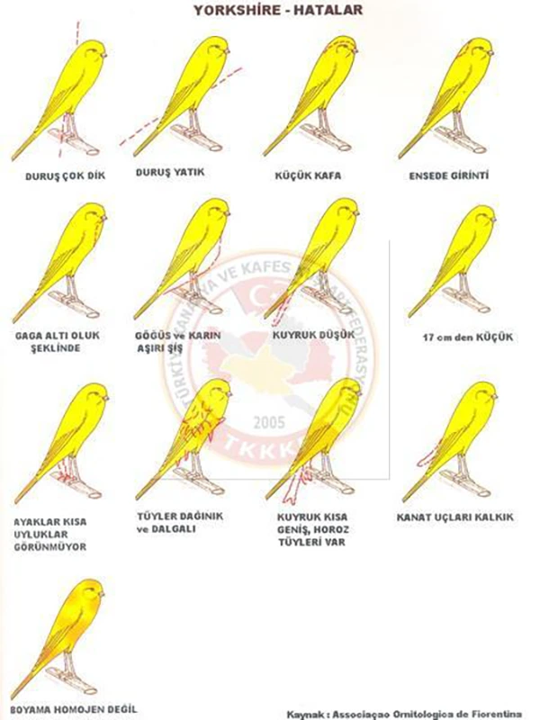 Orijinal Yorkshire Kanarya Yarışma Standartları