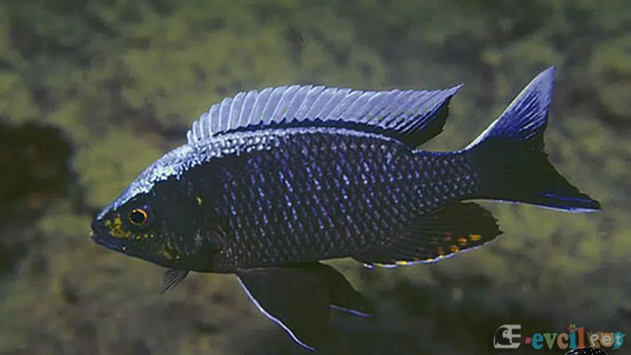 Copadichromis ilesi Akvaryumu