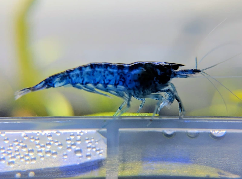 Mavi Melek Karides (Blue Dream Shrimp)