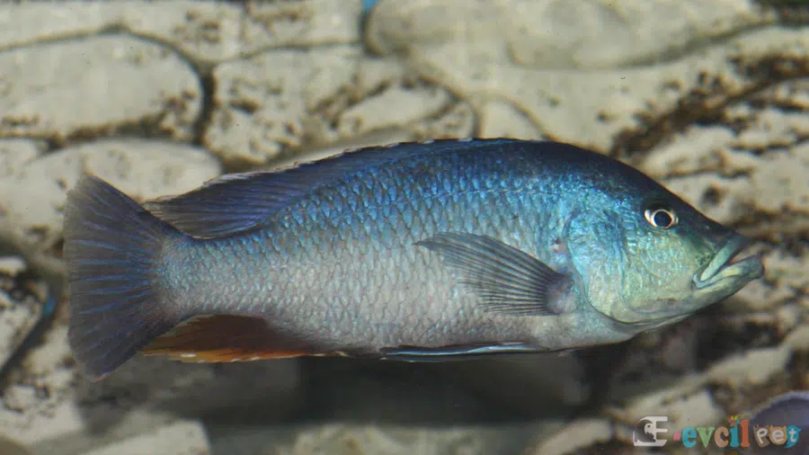 Dimidiochromis kiwinge Kayalık Akvaryumda
