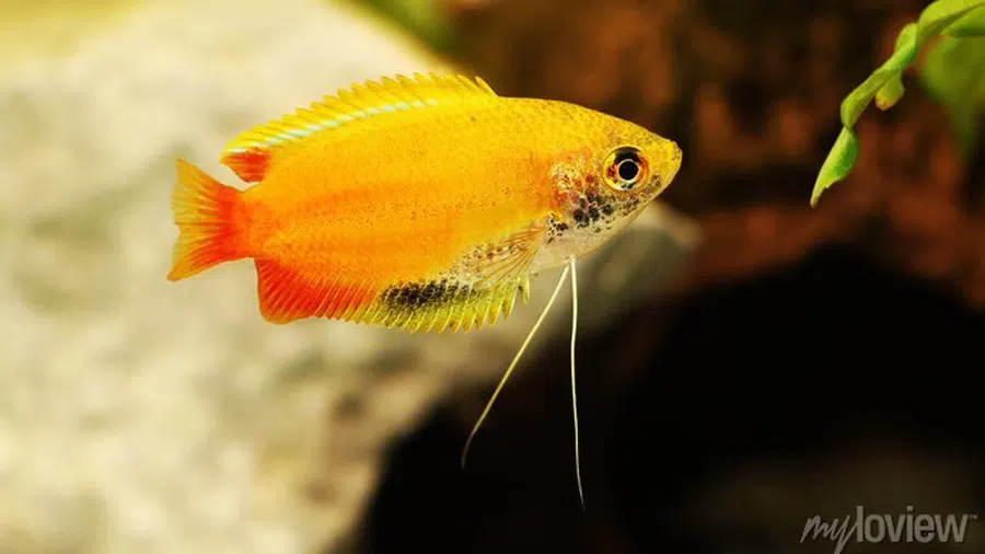 Trichogaster chuna (Bal Gurami)