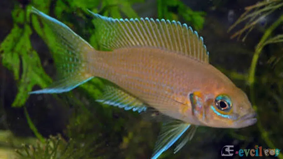 Neolamprologus brichardi Akvaryumu