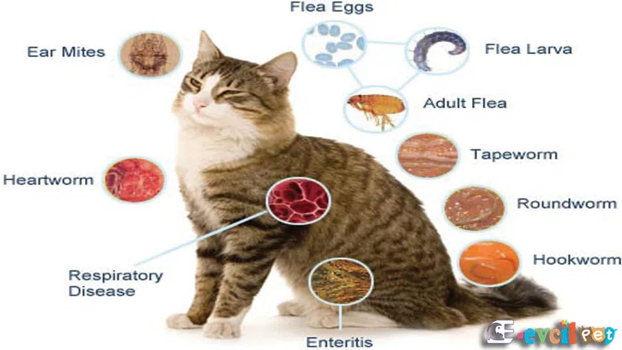 Kedilerde Bağırsak Kurdu