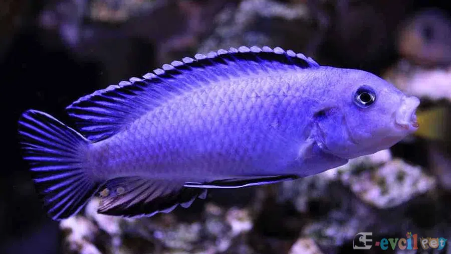 Chindongo socolofi (Mavi Prenses)