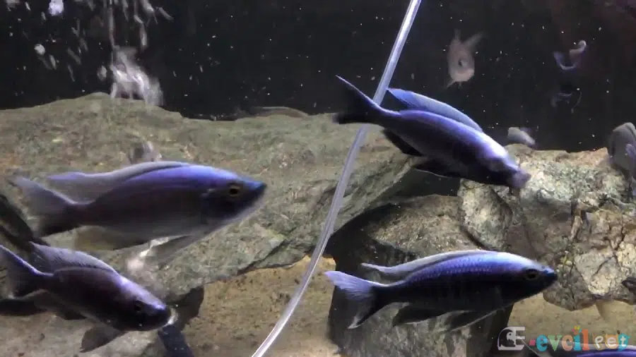 Copadichromis ilesi Kayalık Akvaryumu