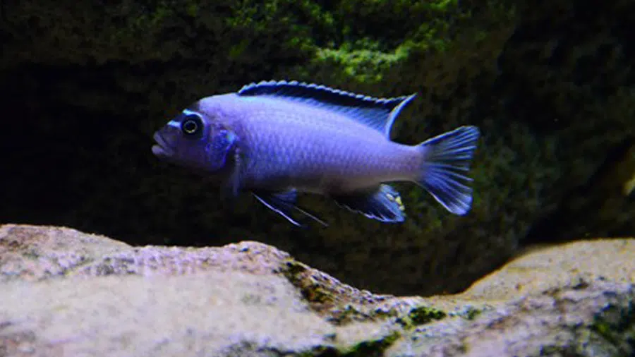 Metriaclima sp. Membe Deep Erkek