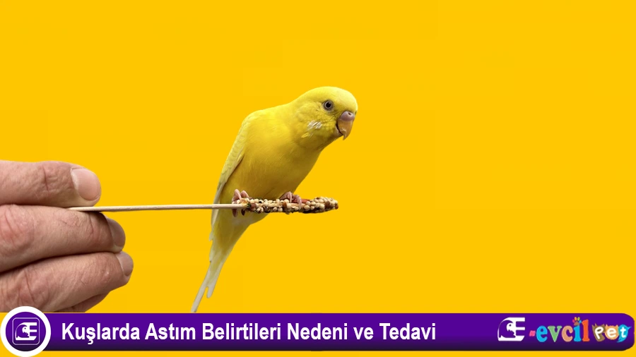 Muhabbet Kuşlarında Astım