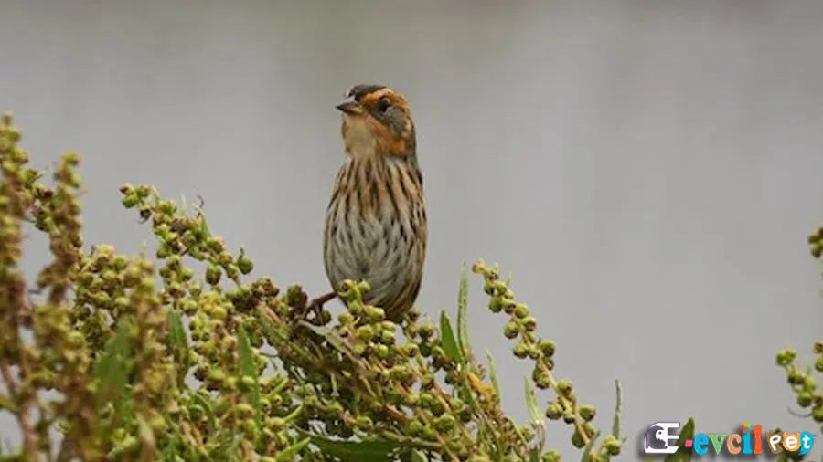 Bataklık Çintesi (Melospiza georgiana) Sazlıkta