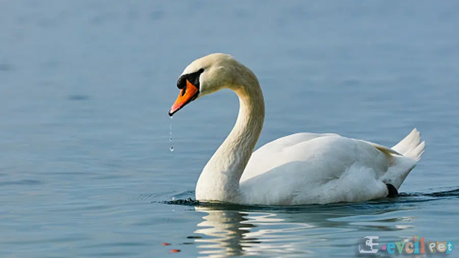 Sessiz Kuğu (Cygnus Olor) Yüzerken
