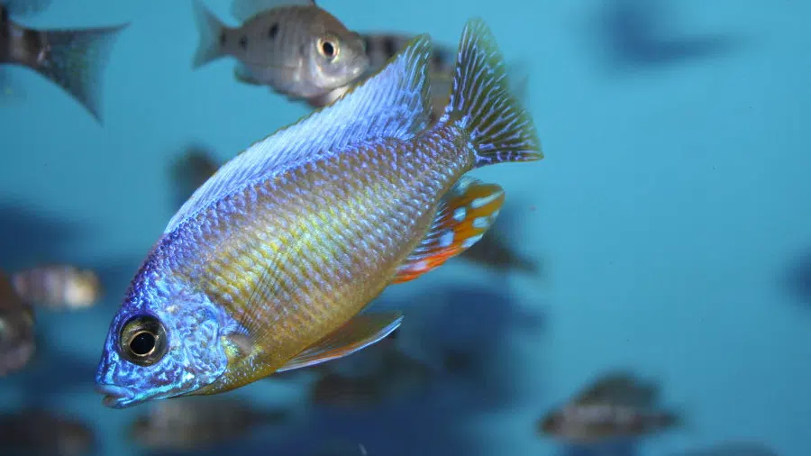 Protomelas sp. Steveni Taiwan Sürüsü