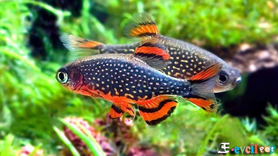 Gök İncisi Danio (Danio margaritatus)