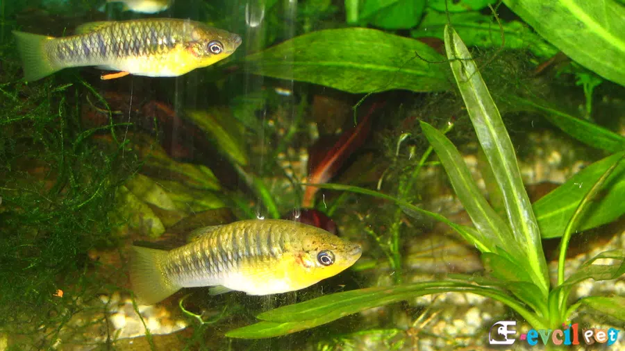 Kambur Limia (Limia Nigrofasciata)