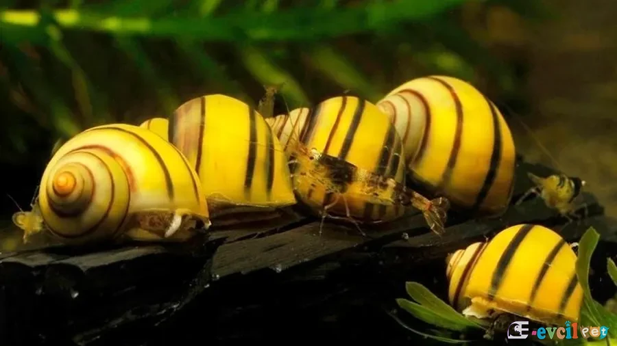 Asolene pulchella akvaryumda