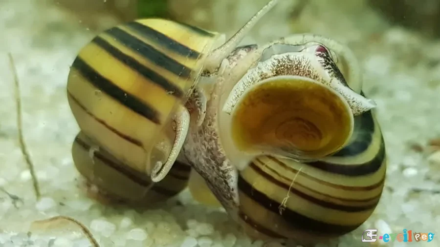 Asolene pulchella erkek ve dişisi