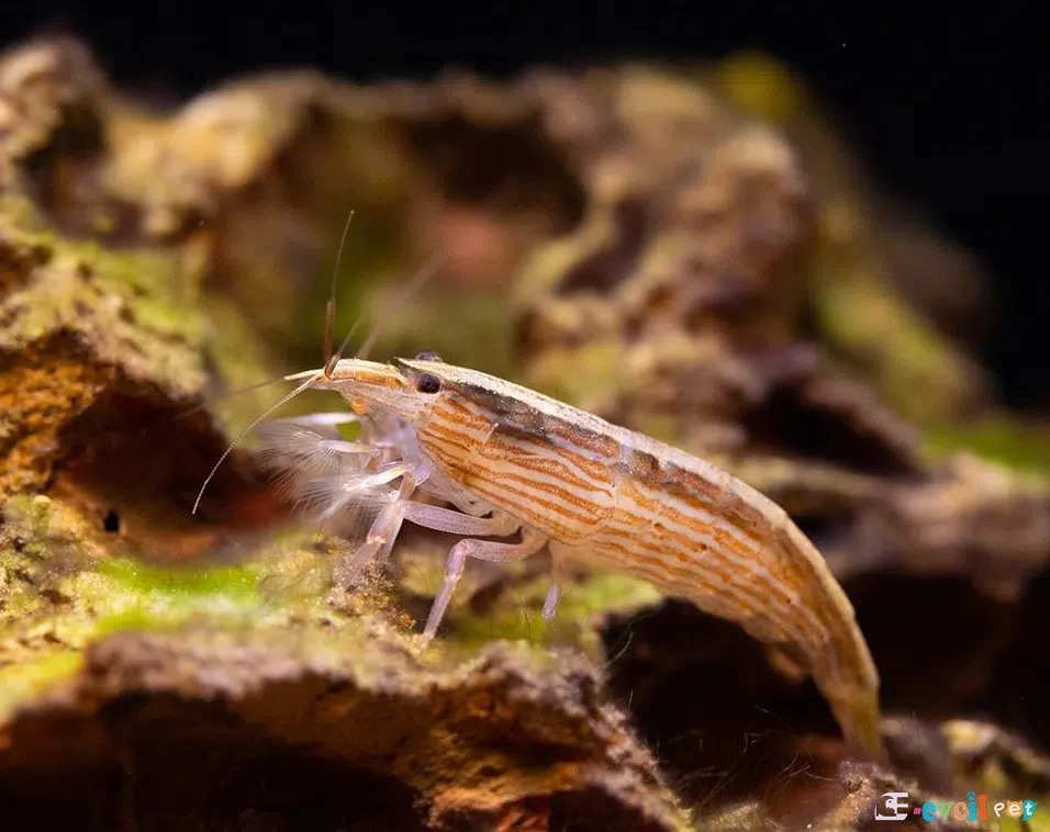 Atyopsis moluccensis Karides