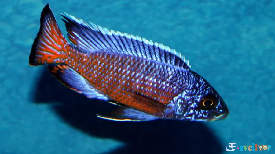 Aulonocara stuartgranti (Ngara) Akvaryumu