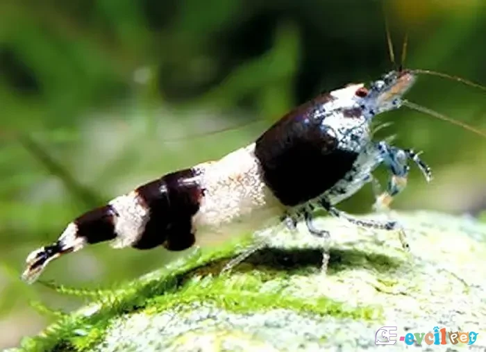 caridina-breviata kaya üstünde
