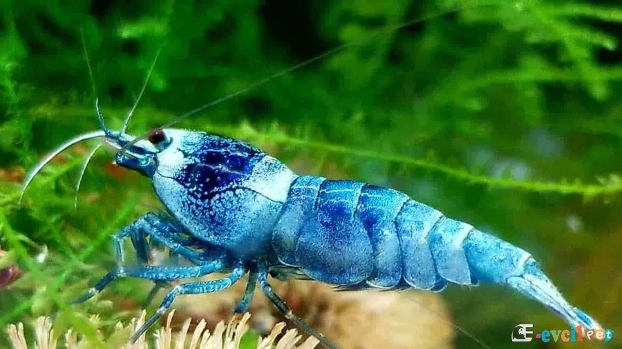 Caridina cf. cantonensis Blue Bolt 1